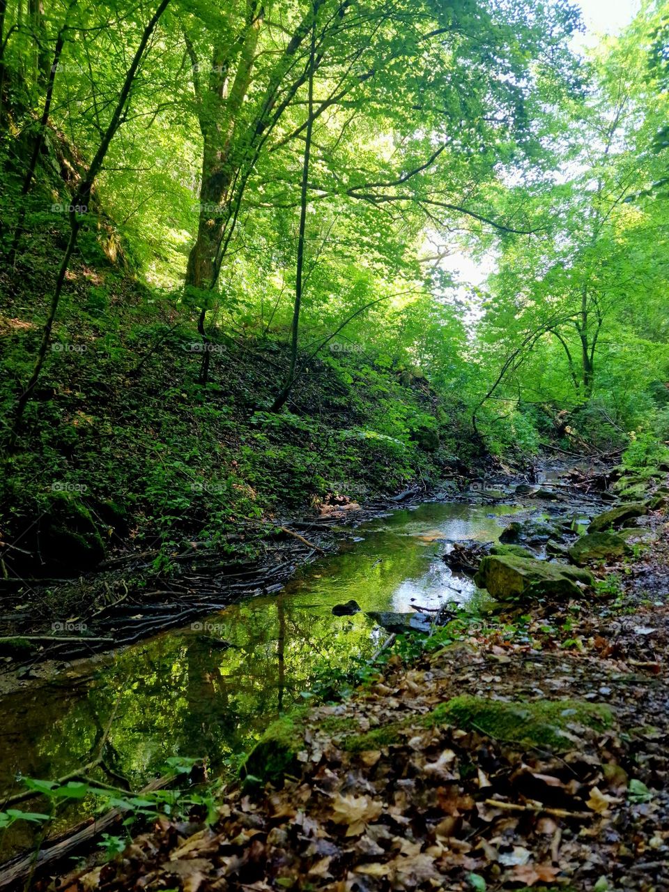 stream in the forest