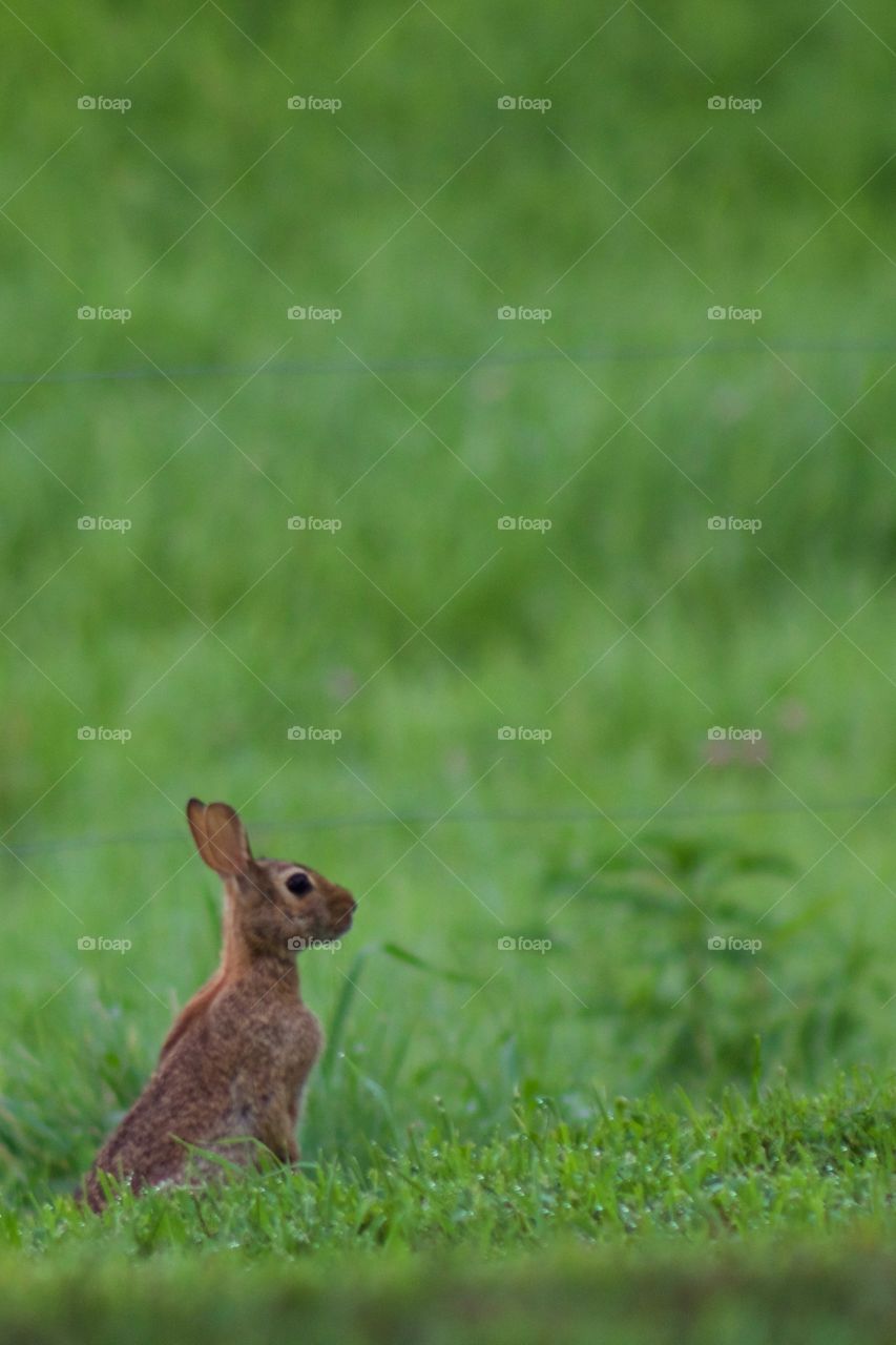 An alert baby bunny standing in the grass