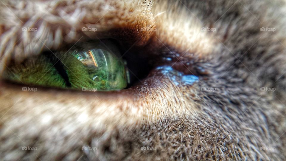 Cat's eye