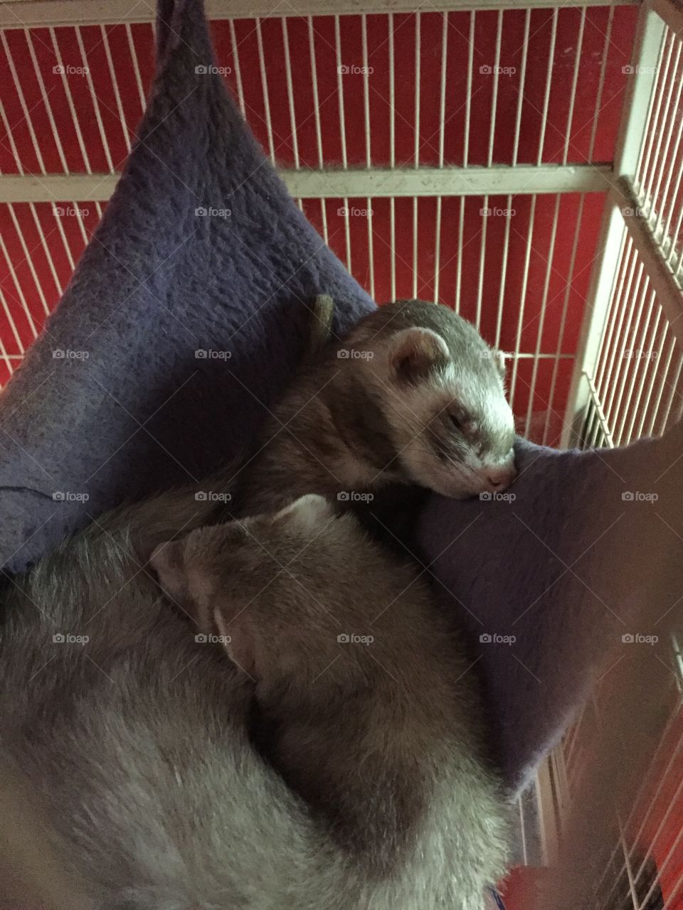 Two sleeping Ferrets
