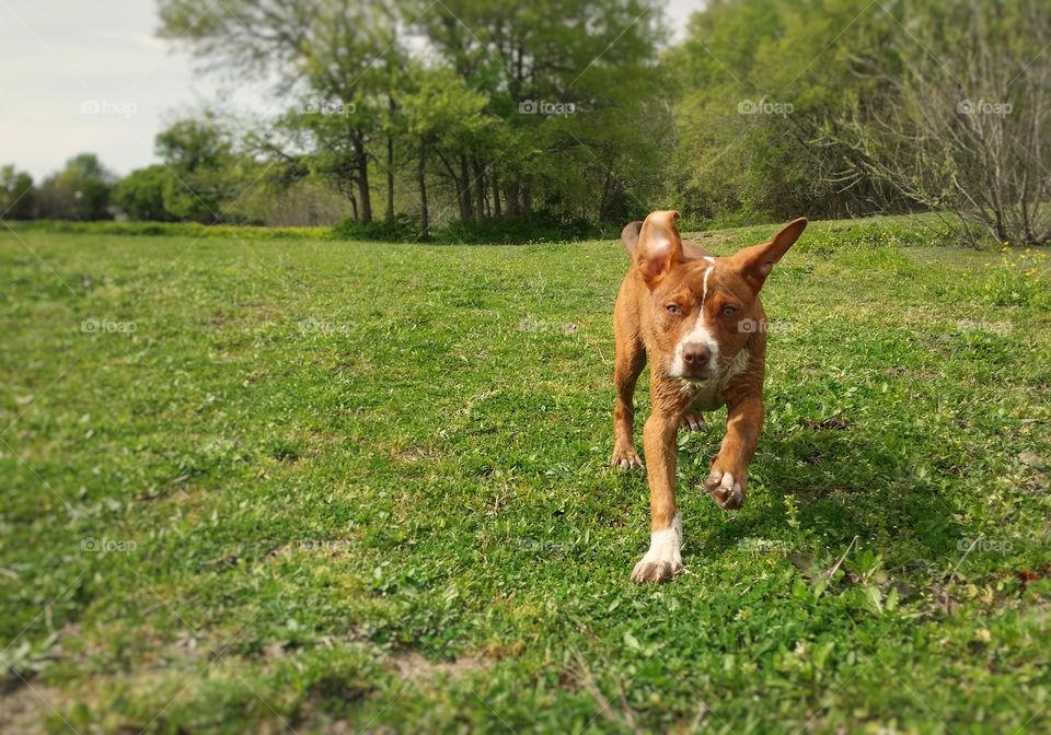 A Catahoula pit bull mix puppy dog running down a grassy hill