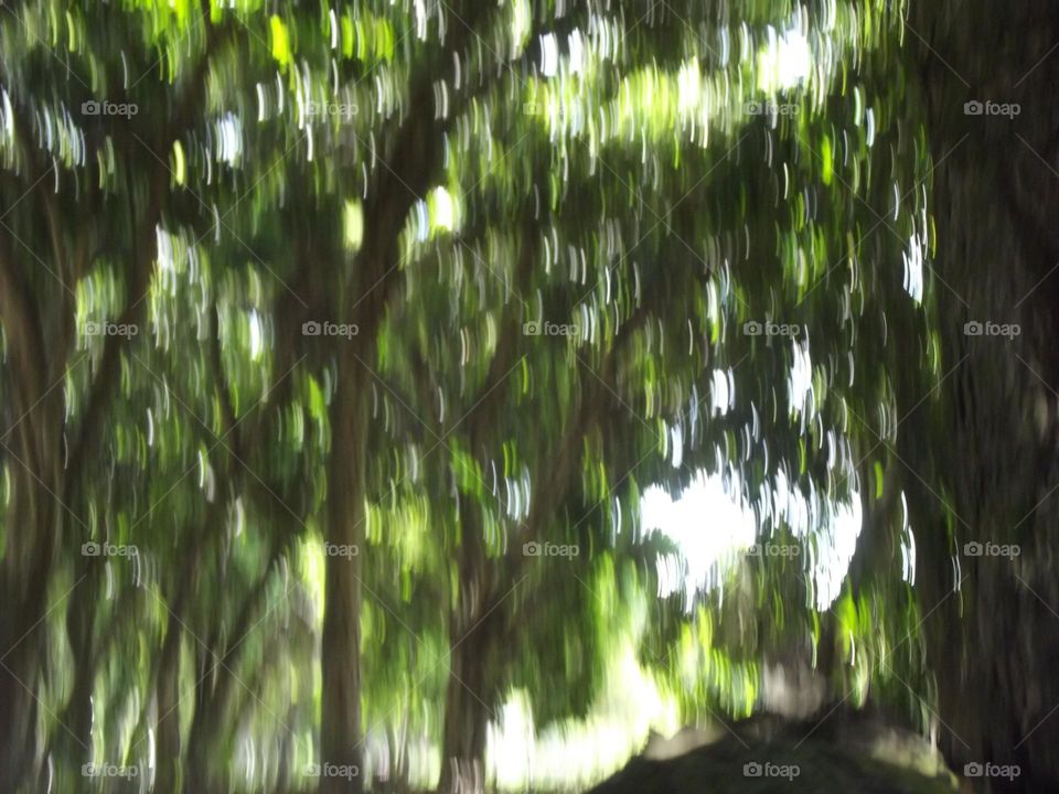 nature without focus