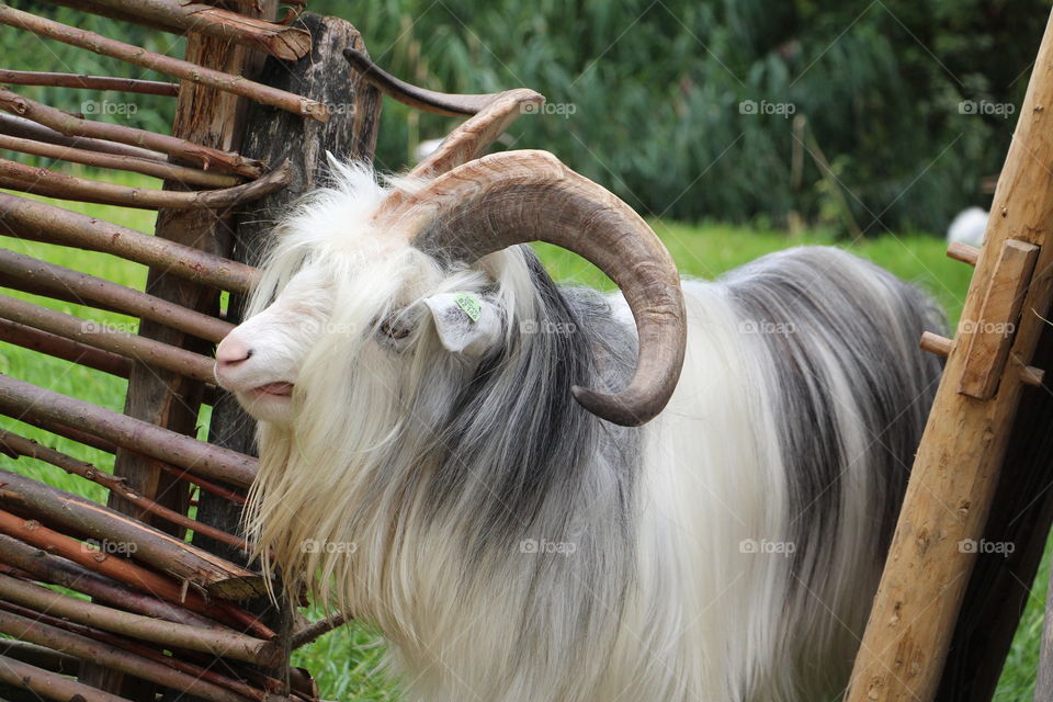 Close up of a long haired, long horned goat beside a woiden stalk fence with green grass and green shrubs  behind him.