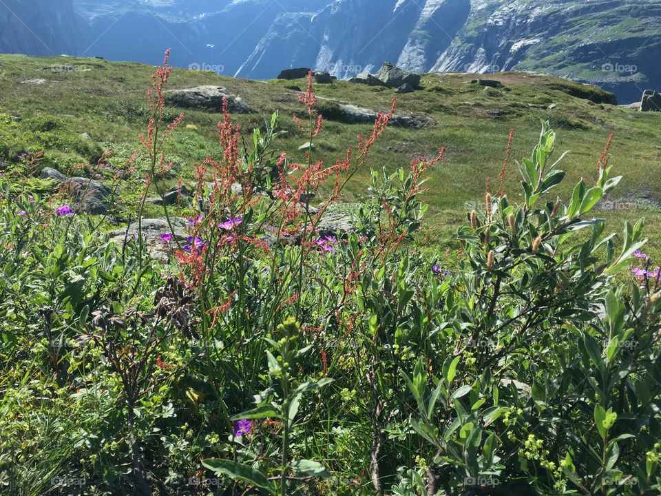 Landscape, Nature, No Person, Mountain, Flower