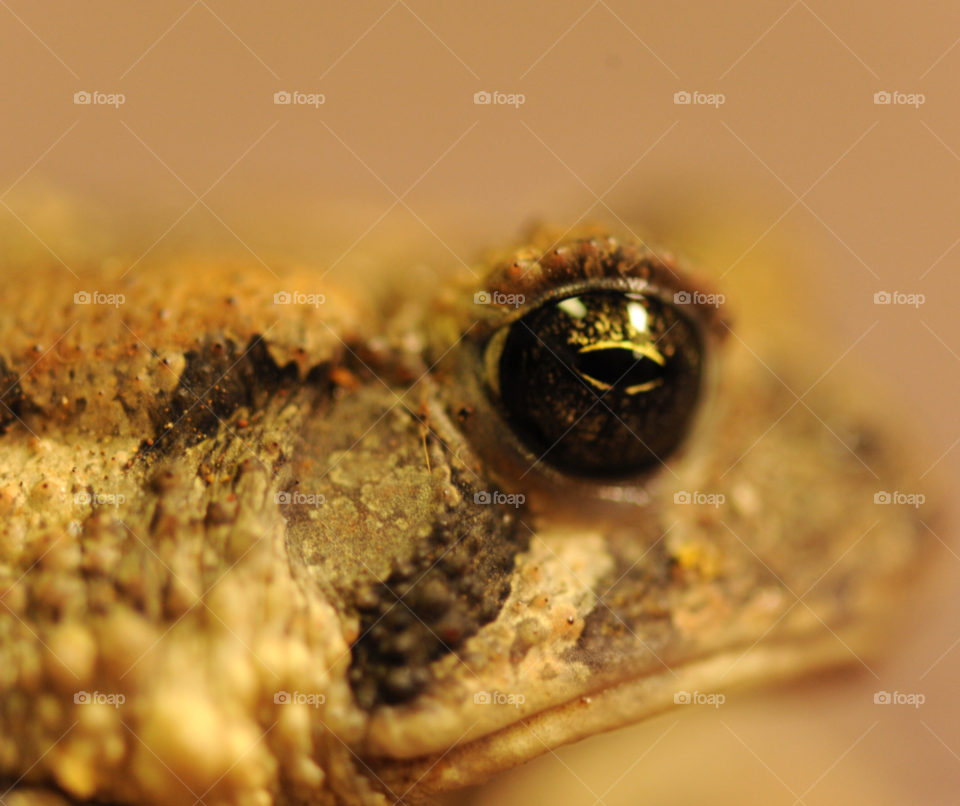 frog toad bullfrog frog macro by lightanddrawing