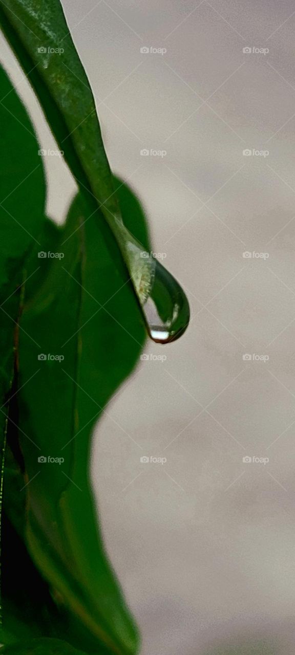 Dew drop