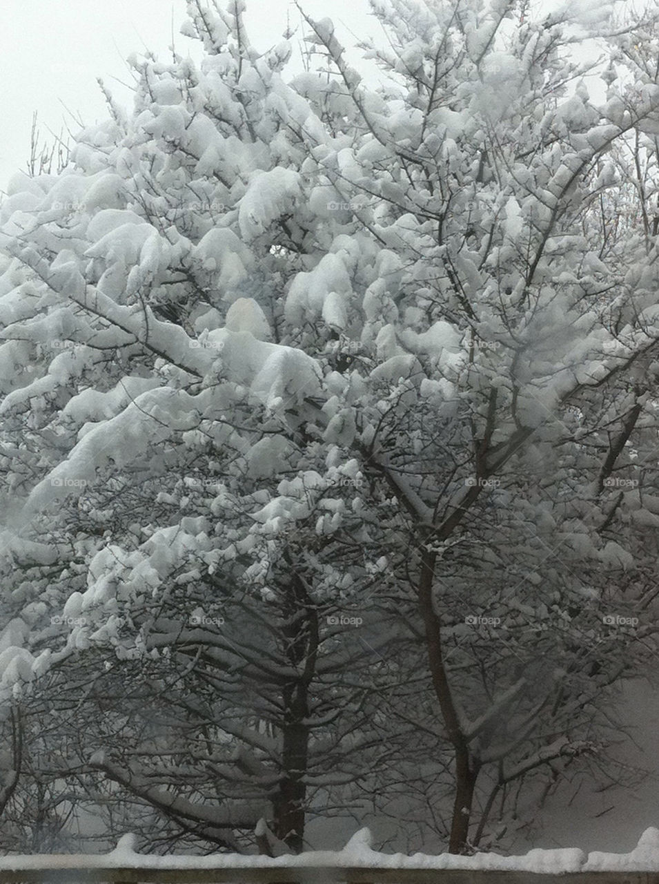 snow winter tree united kingdom by spider78