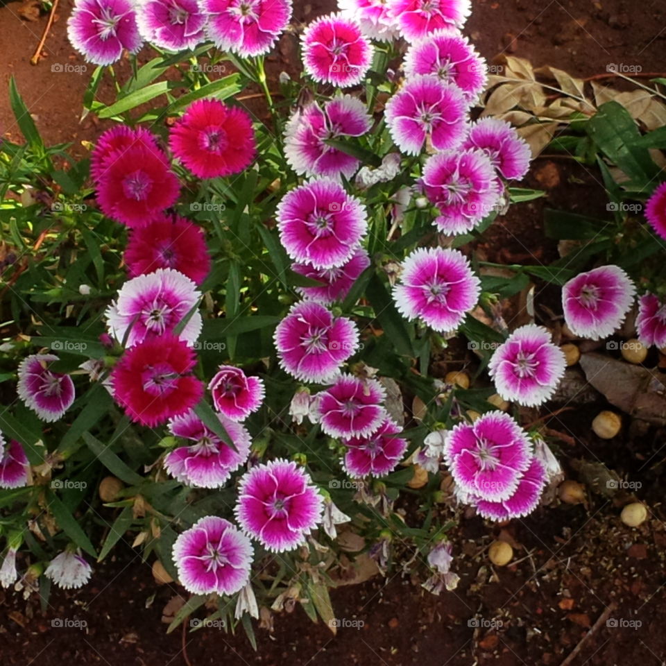 pink & white in the garden