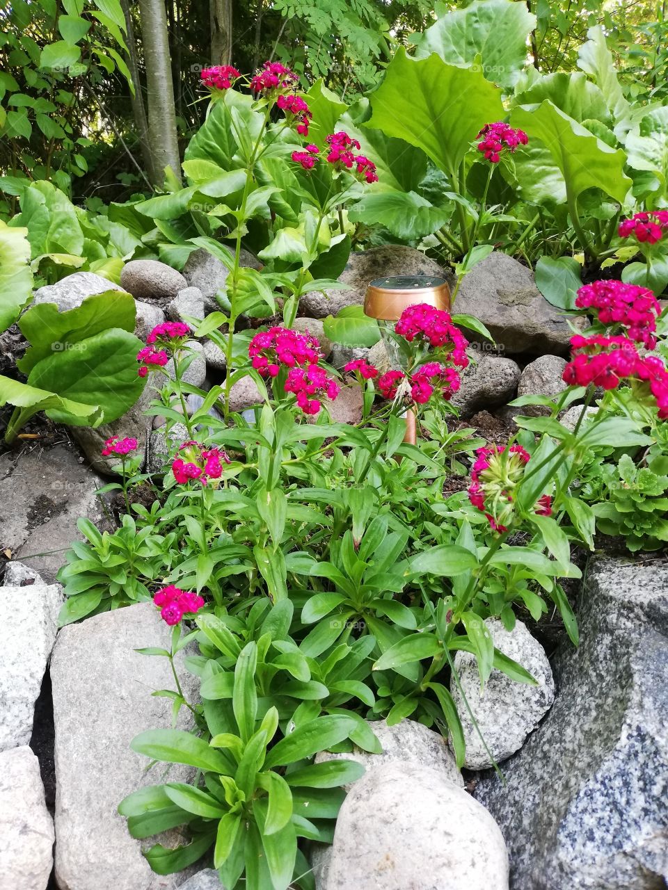 Flowers in the garden