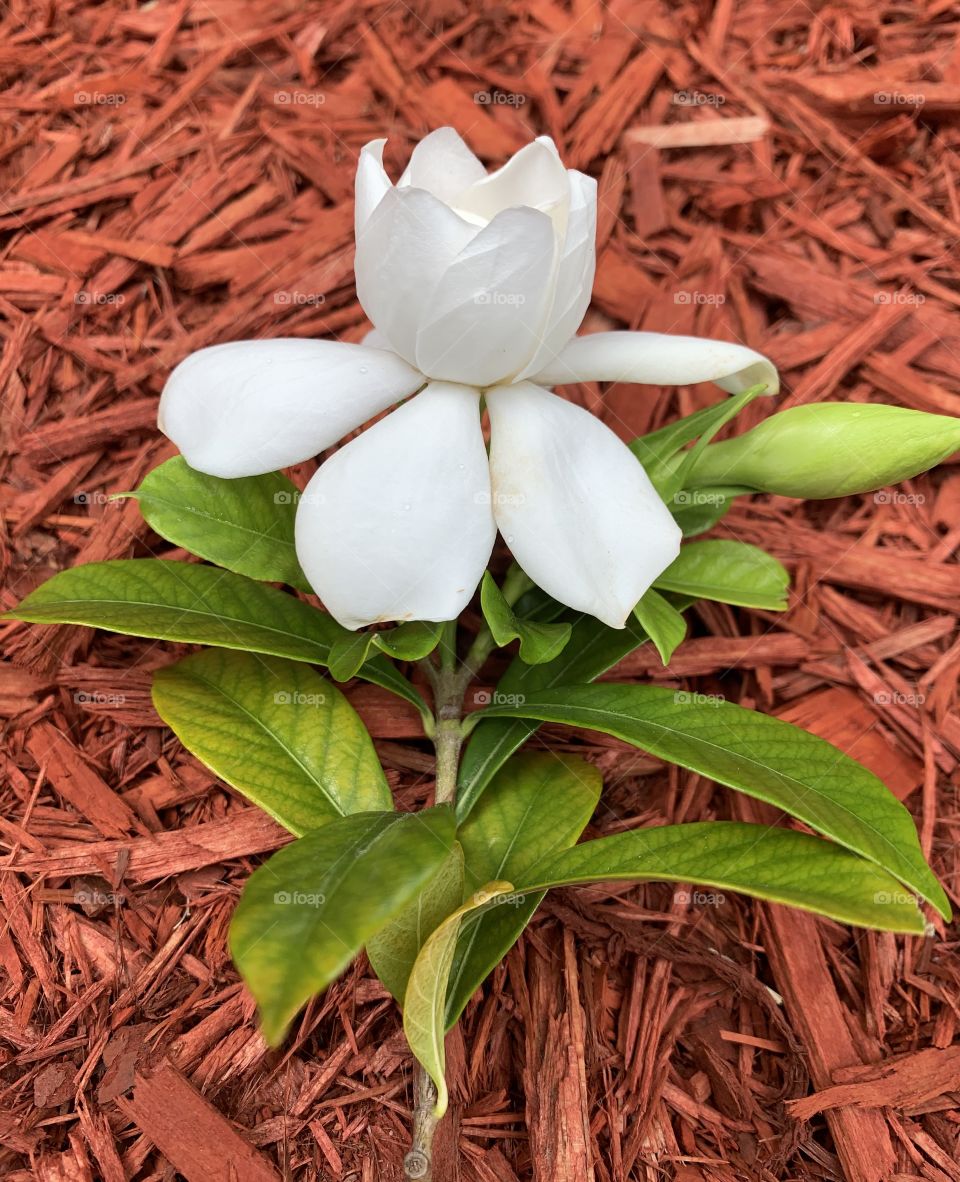 
Freshly picked Gardenia blossom. On a red cedar mulch background. Way ahead of Mother’s Day. The Gardenia Flower Bright white with sweet fragrance, Gardenias are often chosen for wedding bouquets.