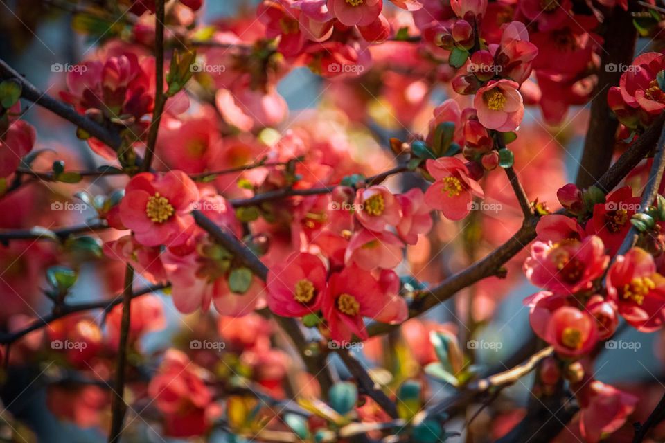 Red blooming bush