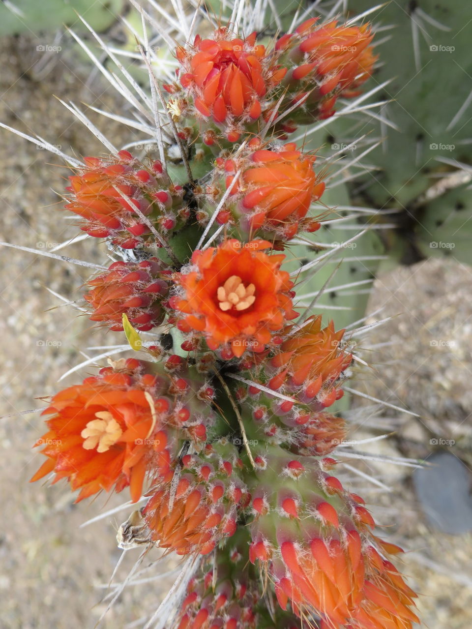 desert flowers