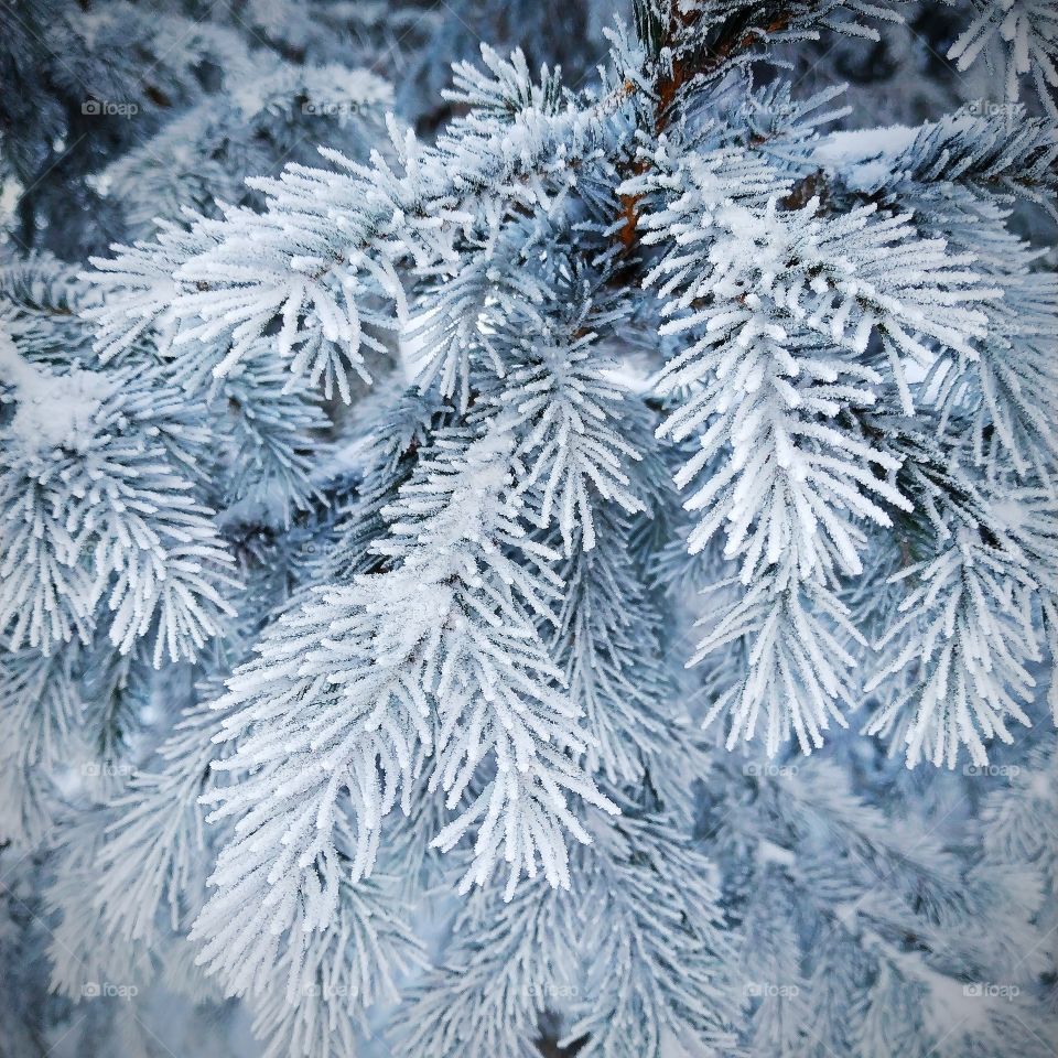 Covered with frost needles.