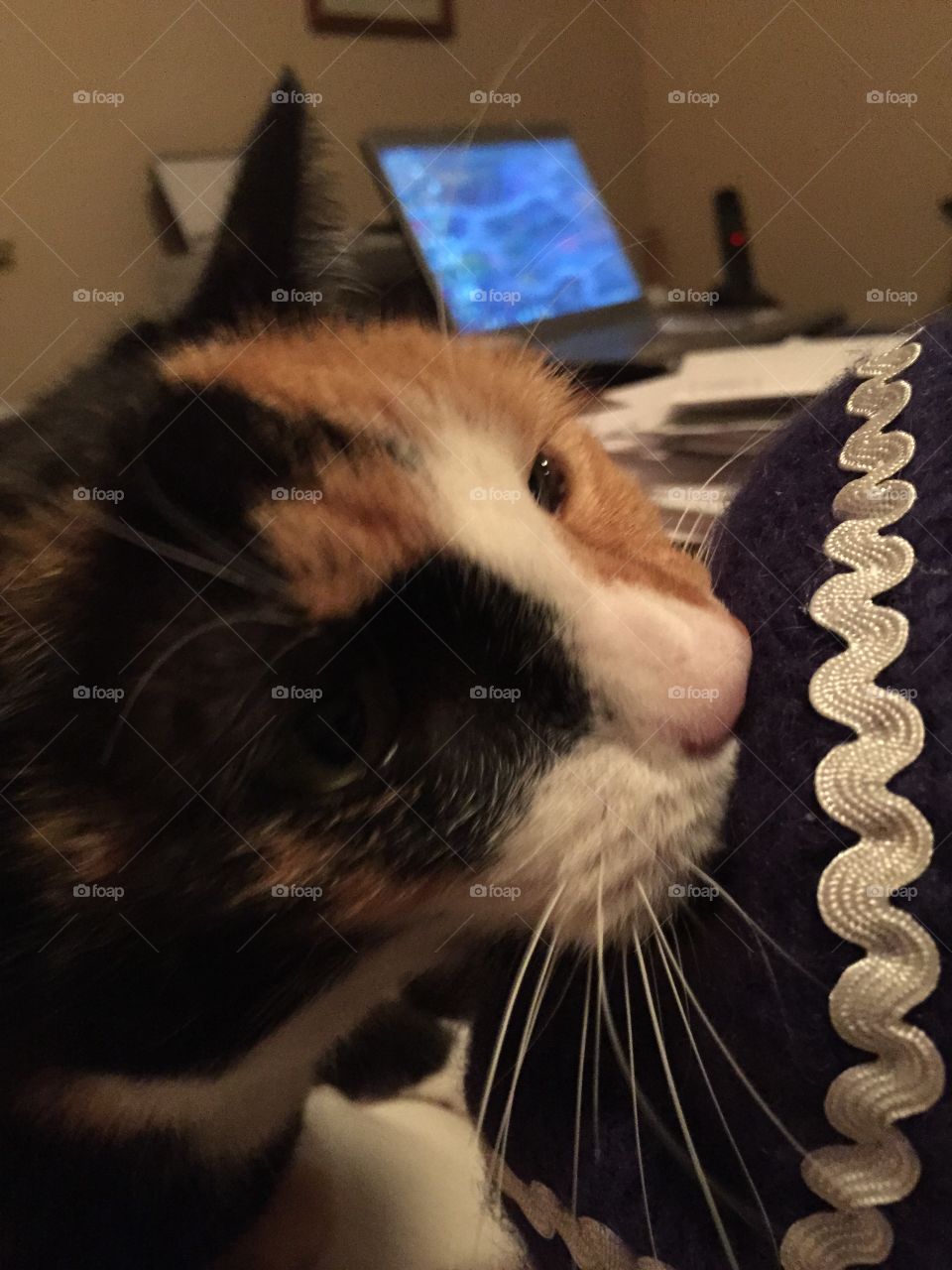 Cat v. Shark. My cat was fighting my shark mitten 