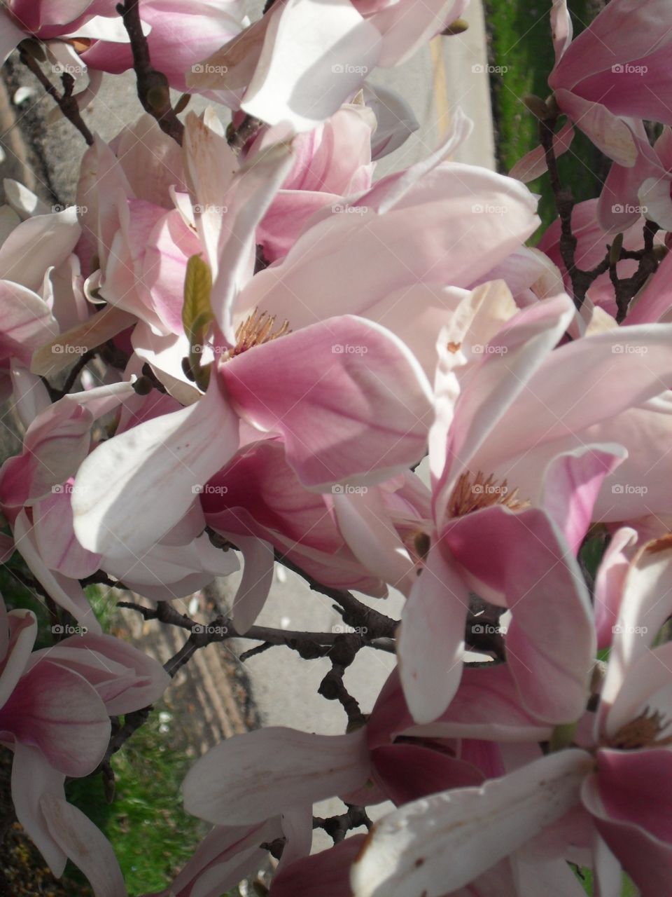 Magnolias 