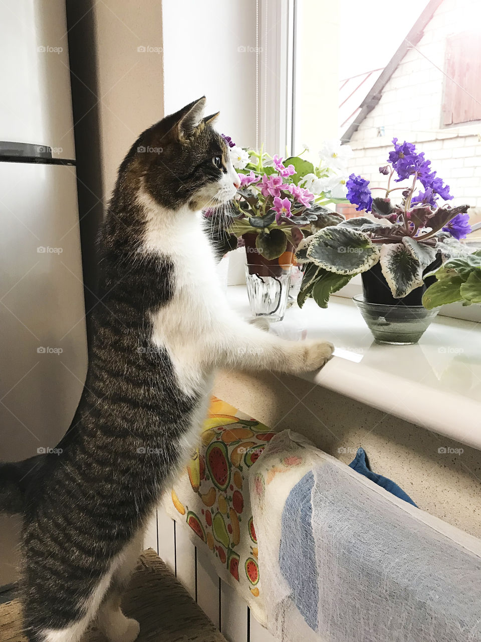 Cute cat standing at the window with houseplants at home 