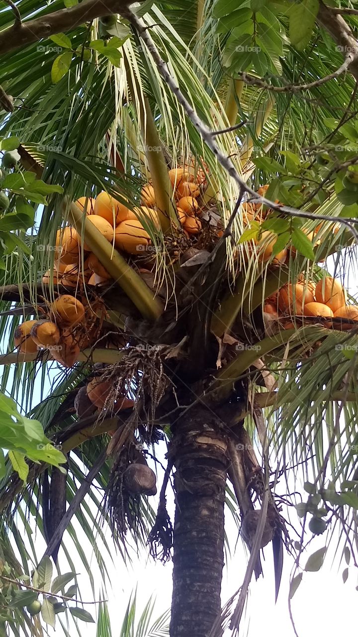 Coconuts