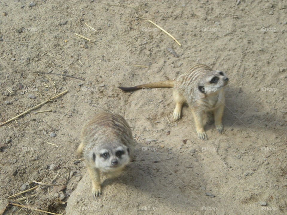 meerkats. fuzzy critters