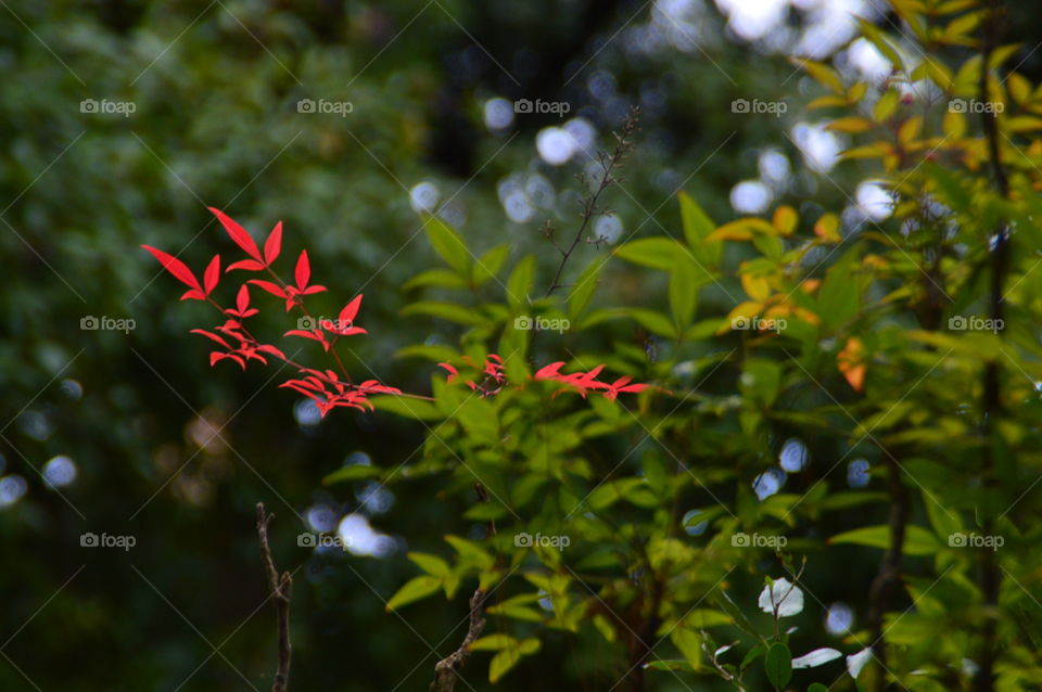 Color red