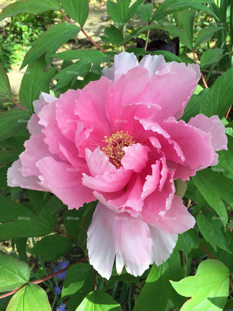 Elevated view of pink peony