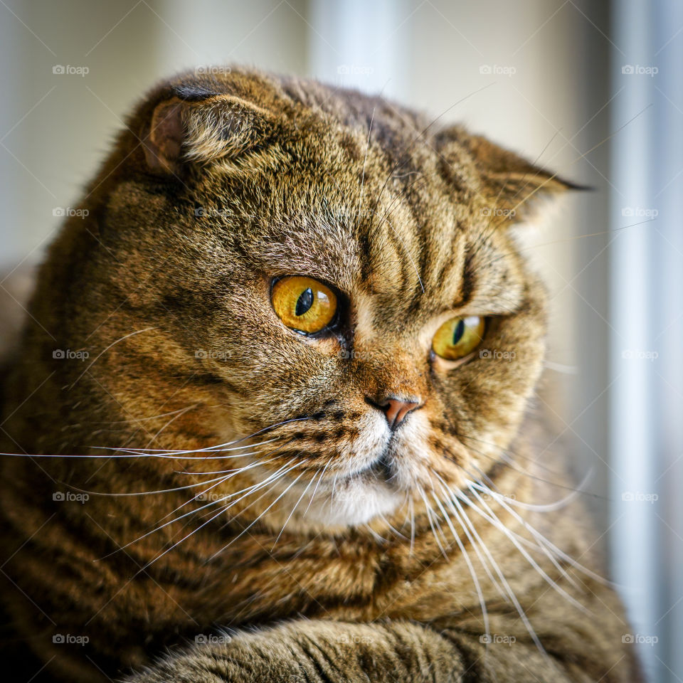 brown stripped scottish fold cat against a blurred background