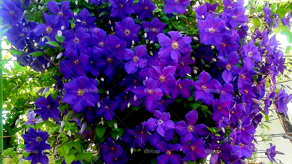 Clematis flowers,blue bloom!