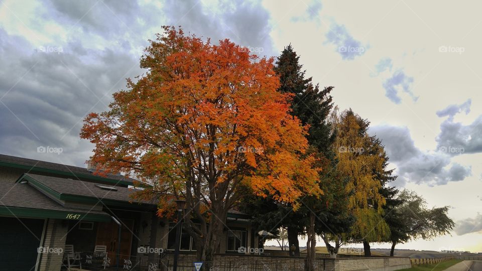 bright orange foliage