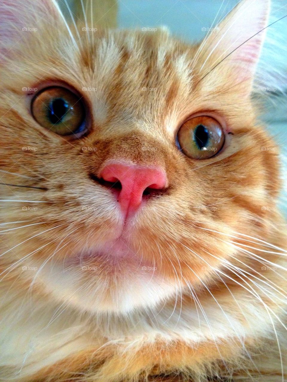 sweden red cat katt by elluca