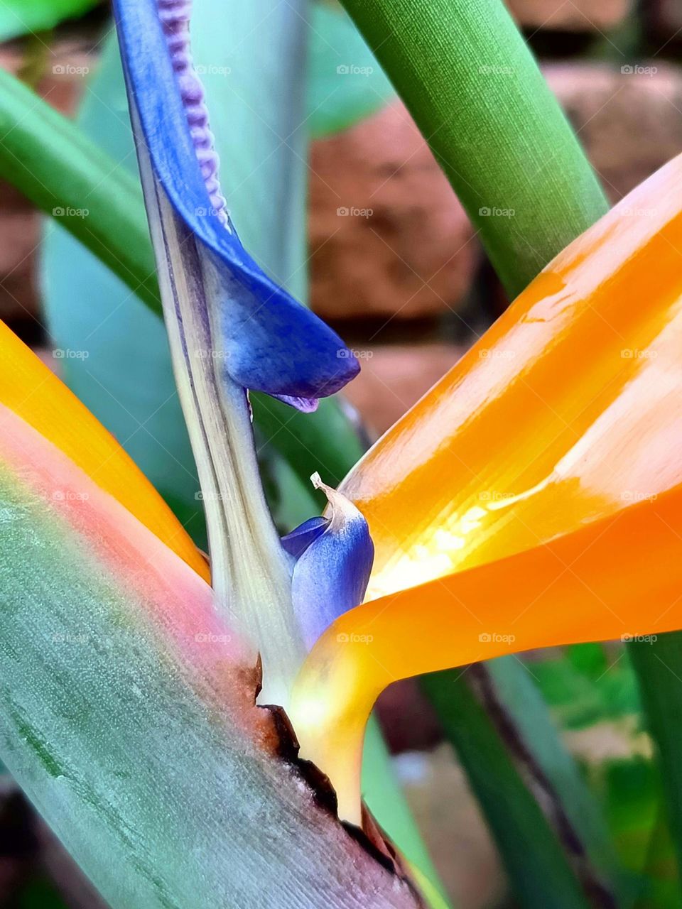 Close up of the Bird Paradise flower.