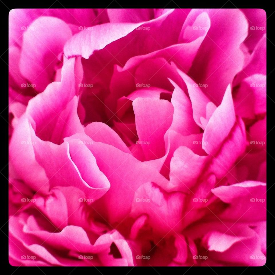 Pink peony flower