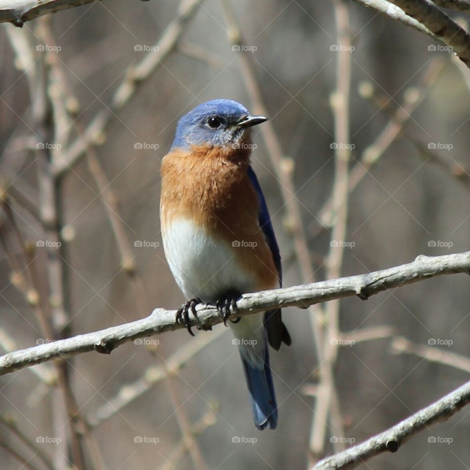 Bluebird sighting