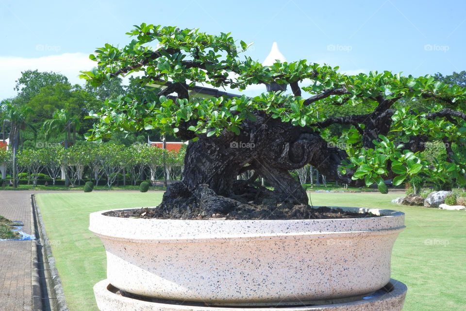 bonsai with branches and stems in a plant pot sky backdrop.