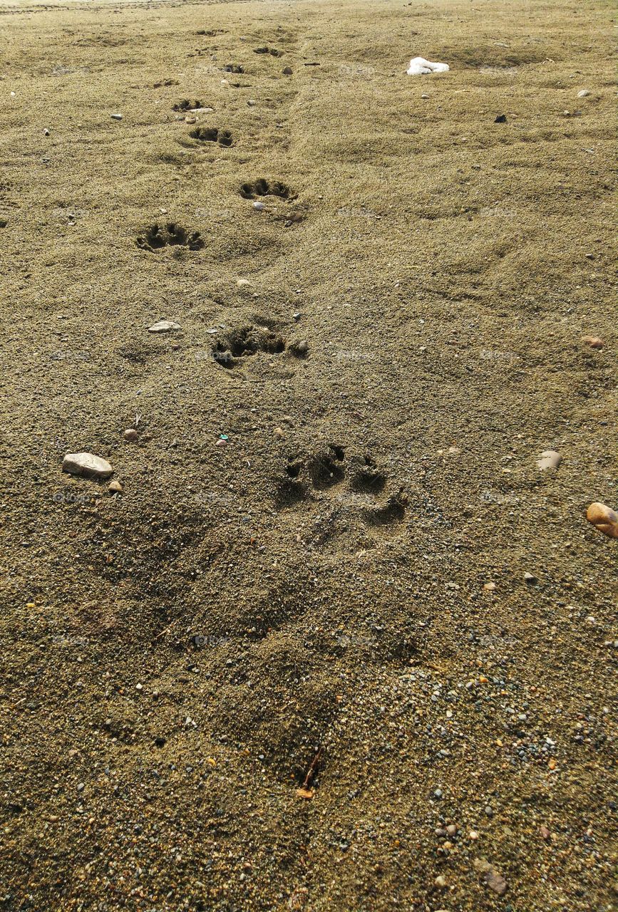 dog footprint. beach. spring.