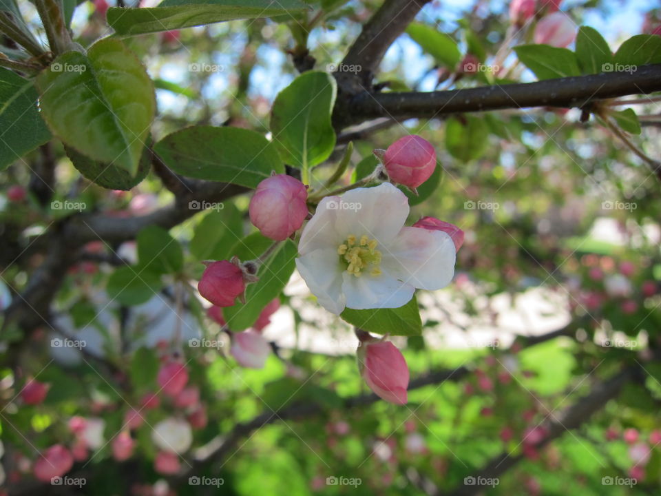 Apple blossoms