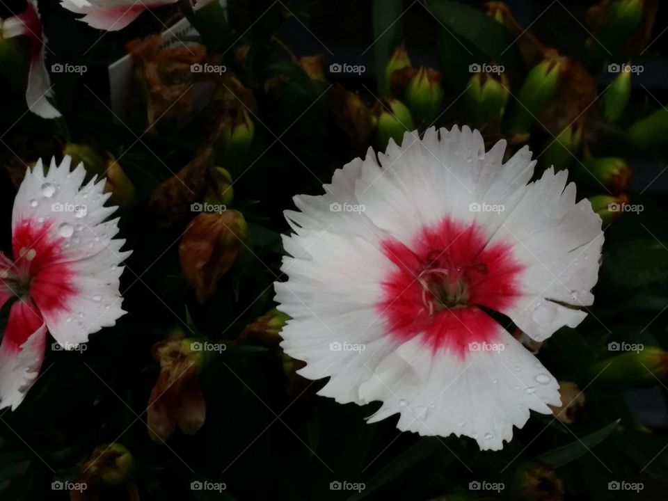 White and Red Flowers