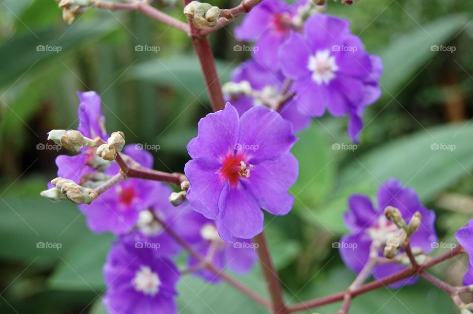 Purple flowers portrait 