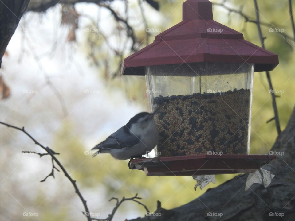 Nuthch bird at feeder