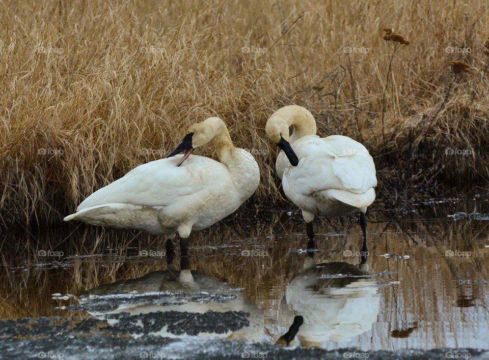 Bird, Wildlife, Duck, Poultry, No Person