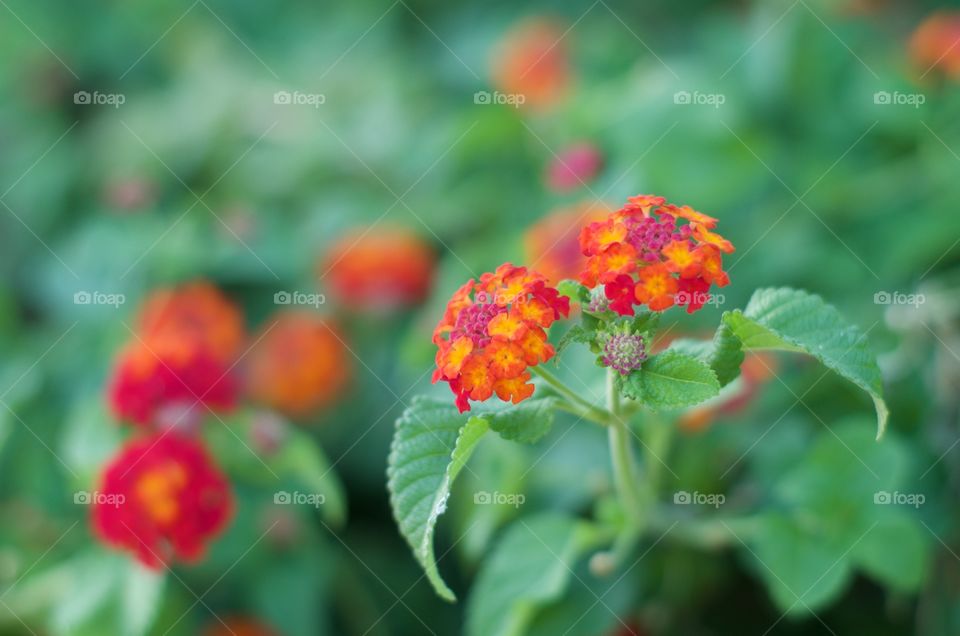 Springtime flowers