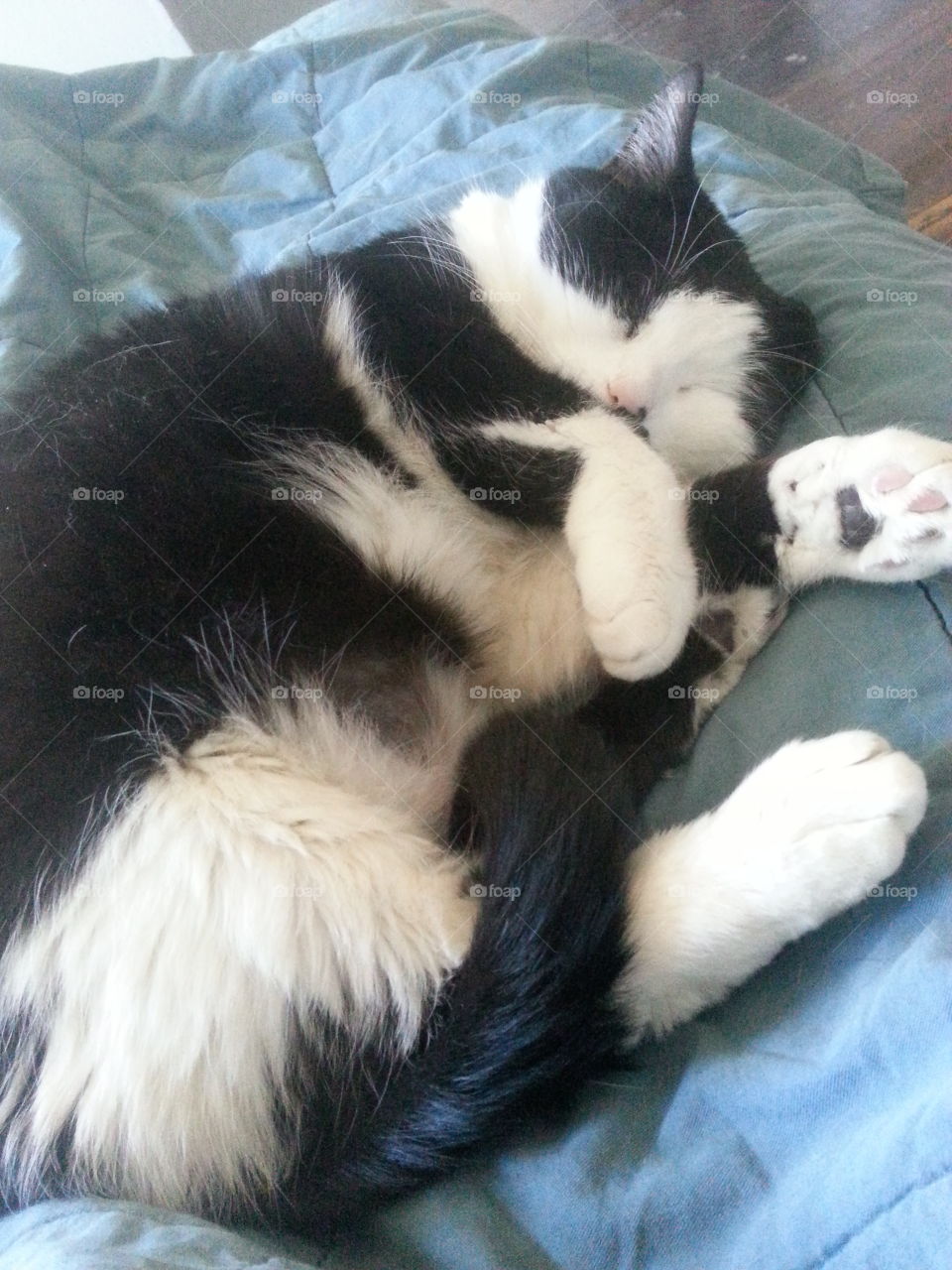 Fat Pancake. Fat cat sleeping