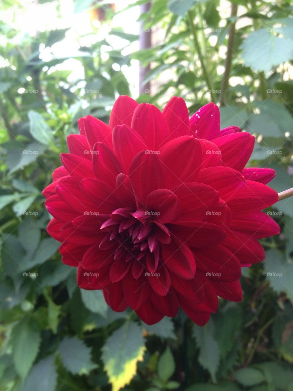 Red dahlia