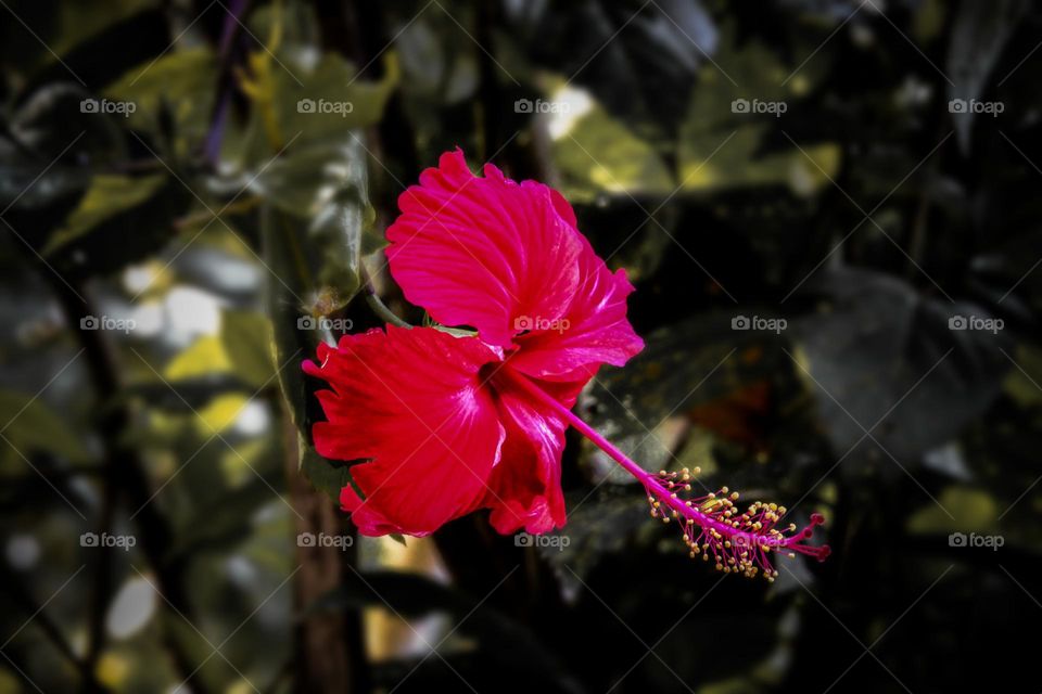 classic hibiscus from kerala