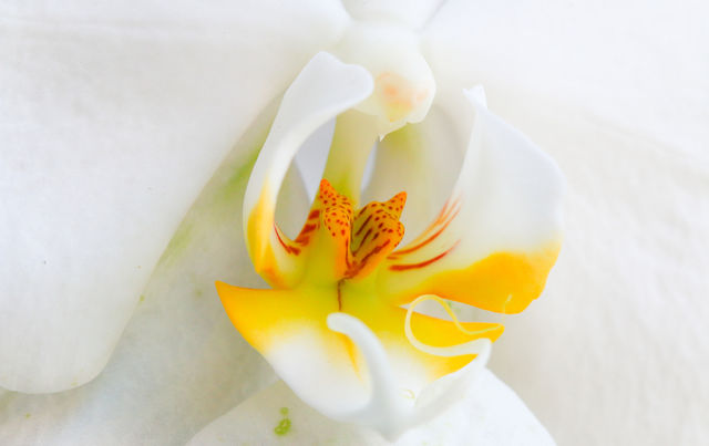 beauty