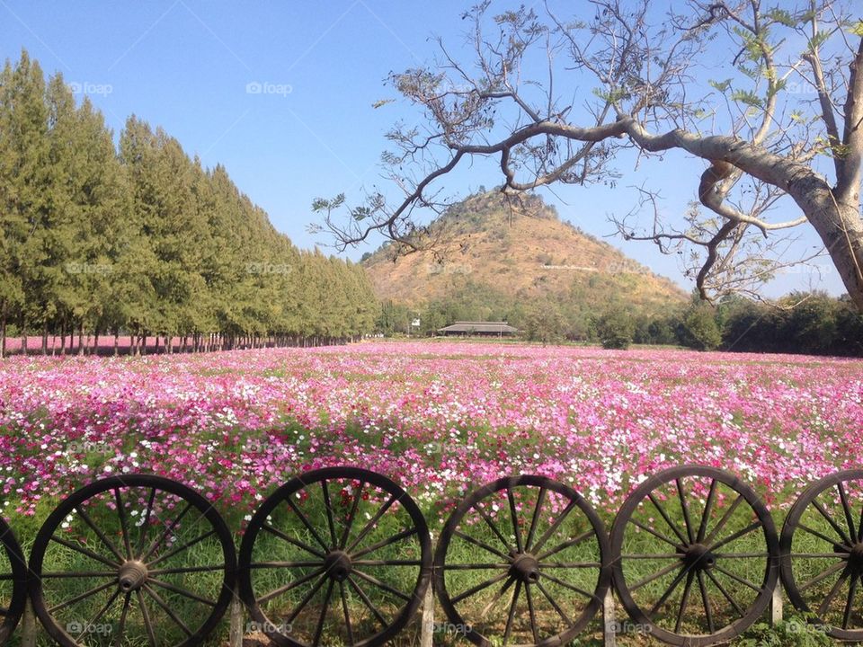 Field of flowers