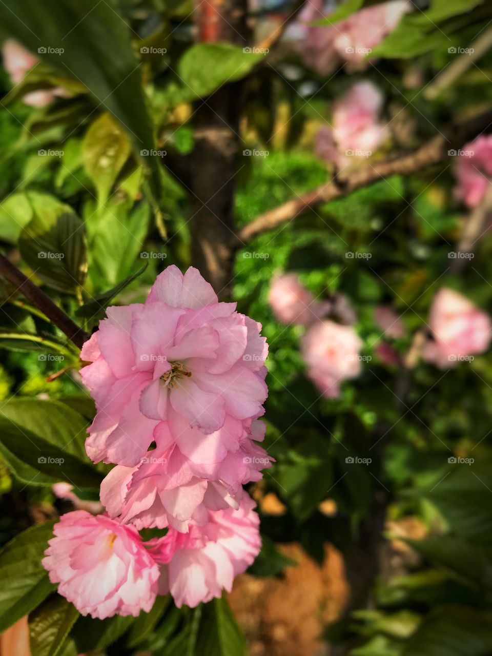 Pink spring 