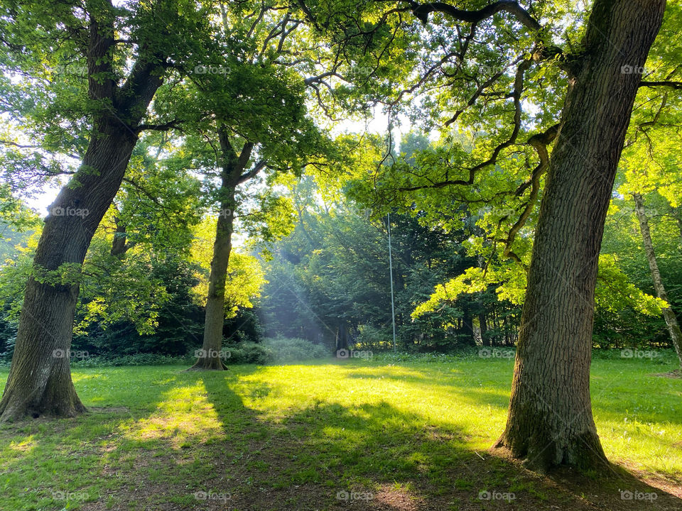 Morning walk through the forest in spring 