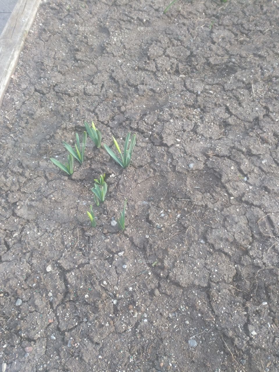 Soil, Environment, Ground, Leaf, Nature