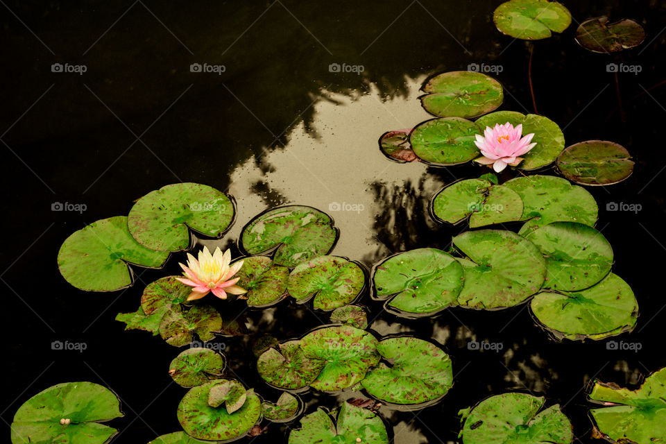 Lily pads & flowers floating in the water