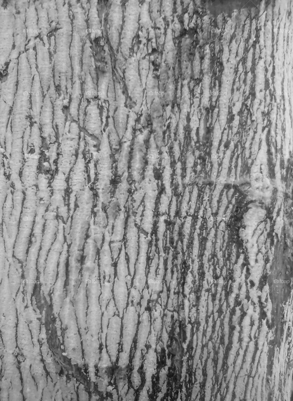 Art Pattern of plant