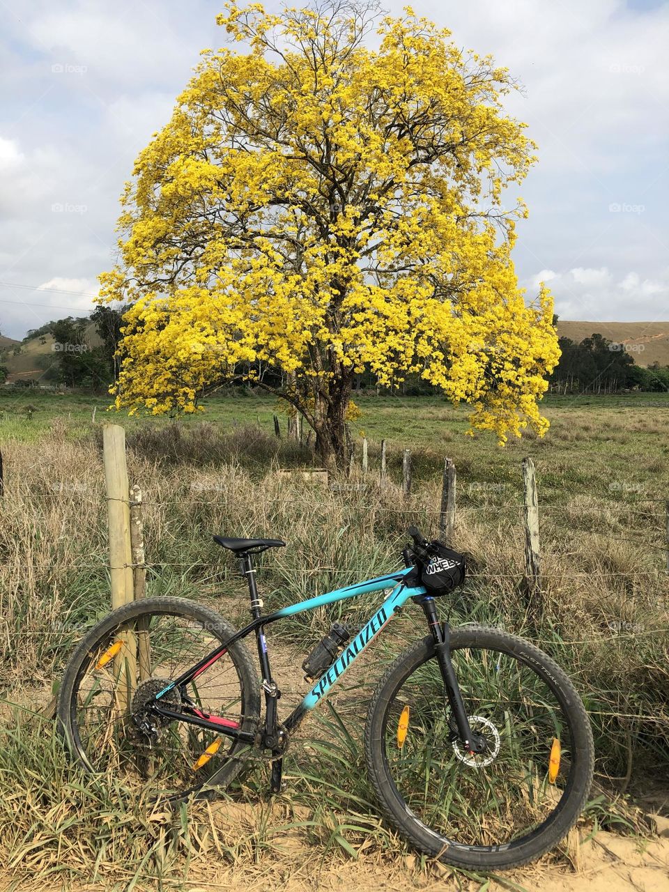 Ipê amarelo.